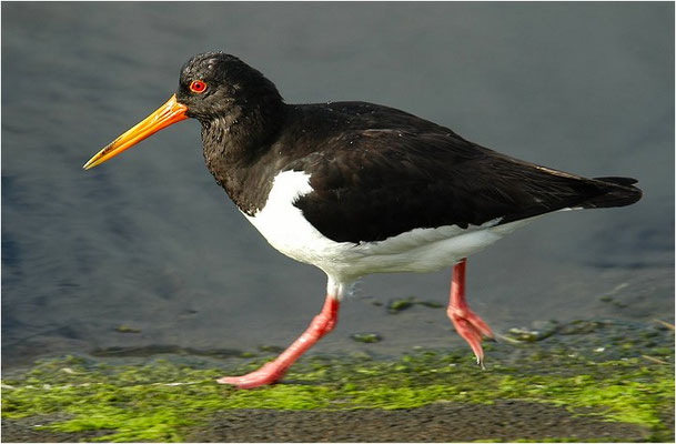 Austernfischer, Oyster-catcher, Haematopus ostralegus