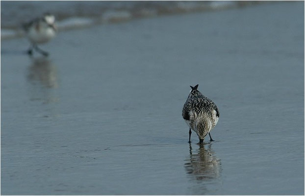SANDERLING, SANDERLING, CALIDRIS ALBA