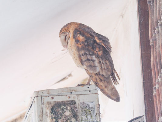 Schleiereule, Barn Owl - Tyto alba