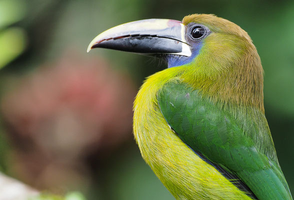 LAUCHARASSARI, EMERALD TOUCANET, AULACORHYNCHUS PRASINUS