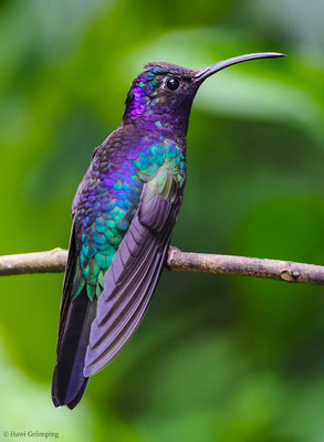 VIOLETTDEGENFLÜGEL, VIOLET SABREWING, CAMPYLOPTERUS HEMILEUCURUS
