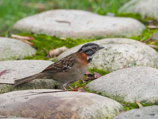 MORGENAMMER, RUFOUS-COLLARED SPARROW - ZONOTRICHIA CAPENSIS