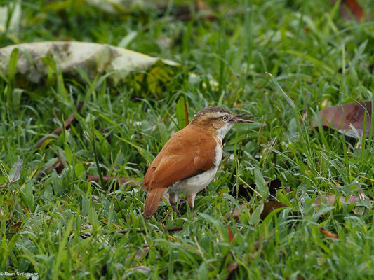 WEISSBAUCHTÖPFER, PACIFIC HORNERO - FURNARIUS CINNAMOMEUS