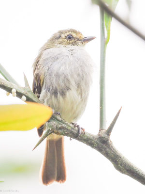 Choco-Kleintyrann, Choco tyrannulet - zimmerius albigularis