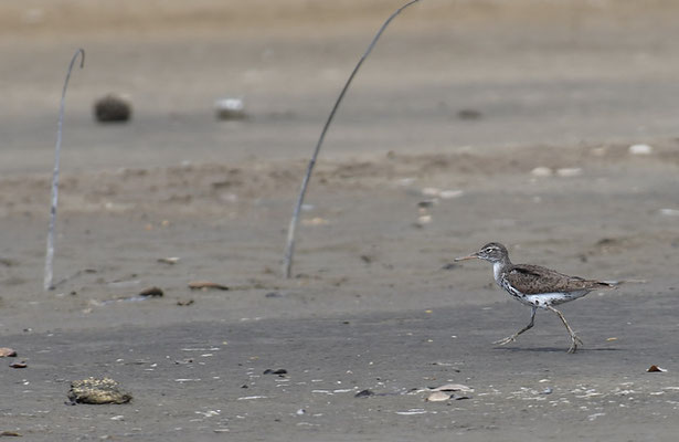 DROSSELUFERLÄUFER, SPOTTED SANDPIPER, ACTITIS MACULARIA