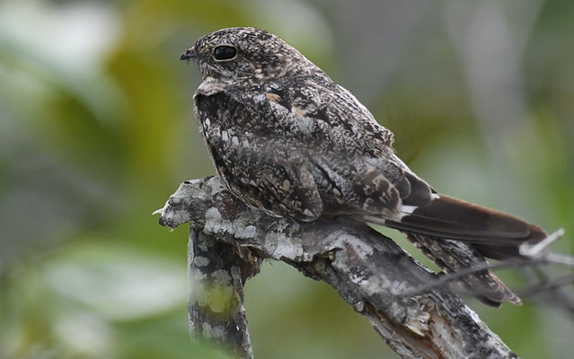 TEXAS-NACHTSCHWALBE, LESSER NIGHTHAWK,CHORDEILES ACUTIPENNIS