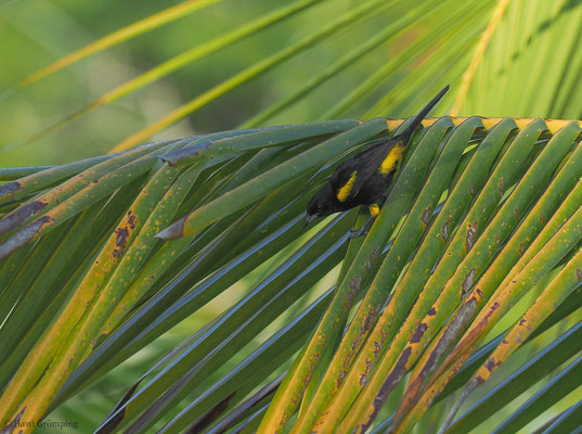 HISPANIOLTRUPIAL, BLACK-COWLED ORIOLE, ICTERUS DOMINICENSIS