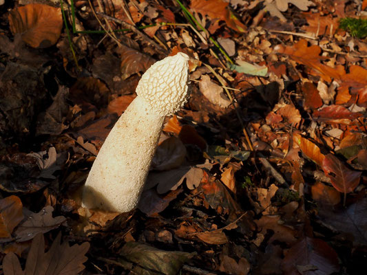 Stinkmorchel, Phallus impudicus
