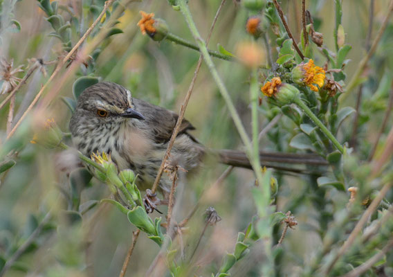 FLECKENPRINIE,KAROO PRINIA, PRINIA MACULOSA