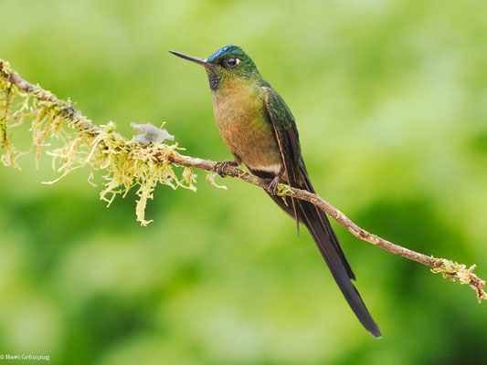 LANGSCHWANZSYLPHE, VIOLET-TAILED SYLPH -  AGLAIOCERCUS COELESTIS