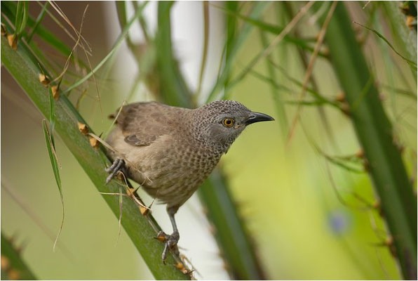 SCHUPPENDROSSLING, BROWN BABBLER, TURDOIDES PLEBEJUS