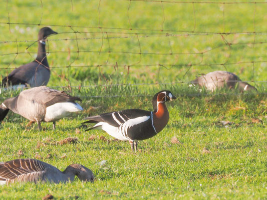 Rothalsgans, Red-breasted goose, Branta rufficollis