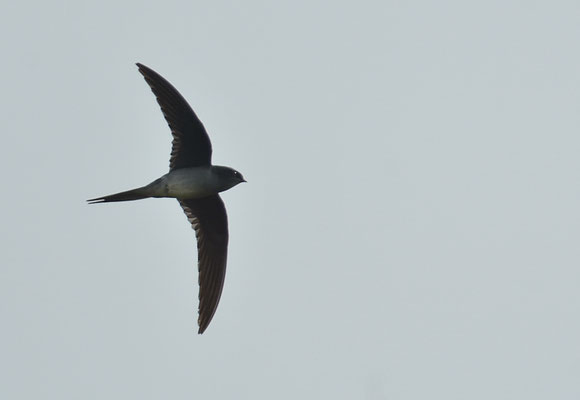 HAUBENBAUMSEGLER, GREY-RUMPED TREESWIFT, HEMIPROCNE LOGIPENNIS