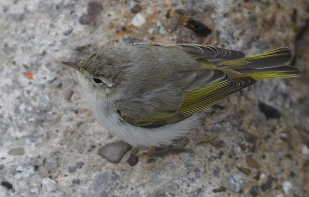 BERGLAUBSÄNGER, WESTERN BONELLI´S WARBLER, PHYLLOSCOPUS BONELLI