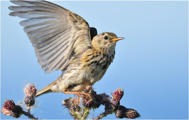 WIESENPIEPER, MEADOW PIPIT, ANTHUS PRATENSIS