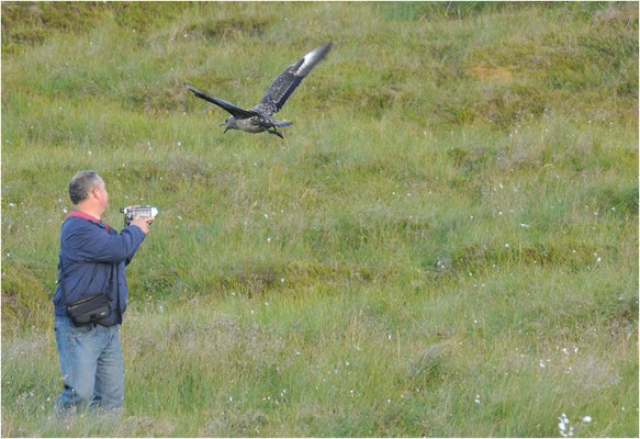 SKUA, GREAT SKUA, STERCORARIUS SKUA
