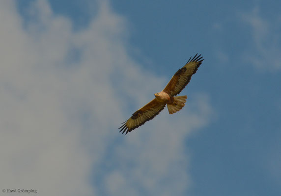 Adlerbussard, Long-legged buzzard, Buteo rufinus