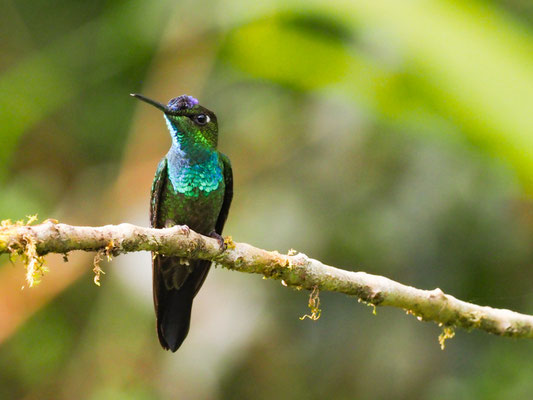 BLAUKEHL-ANDENKOLIBRI, GREEN-BACKED HILLSTAR - UROCHROA BOUGUERI