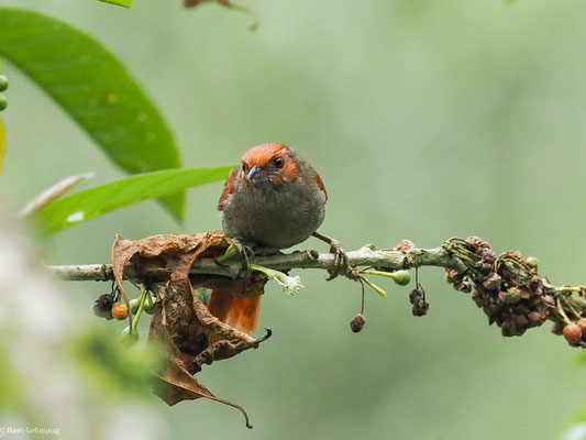 GRAUKEHLSCHLÜPFER, SLATY SPINETAIL - SYNALLAXIS BRACHYURA