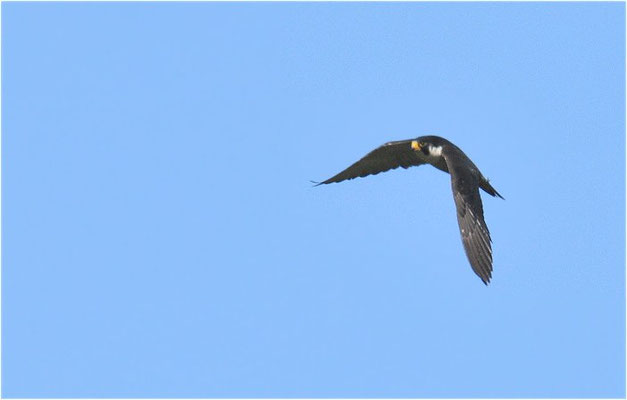 WANDERFALKE, PEREGRINE FALCON, FALCO PEREGRINUS