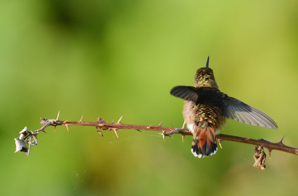 ROTRÜCKEN-ZIMTELFE, RUFOUS HUMMINGBIRD, SELASPHORUS RUFUS