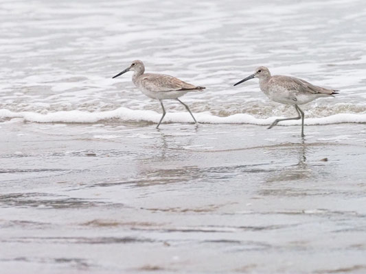 Schlammtreter, Willet - Tringa semipalmata