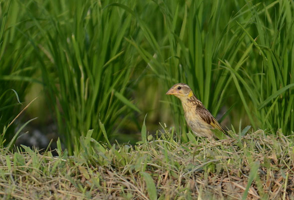 MANYARWEBER, STREAKED WEAVER, PLOCEUS MANYAR