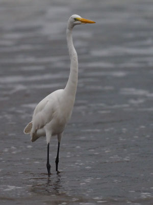 SILBERREIHER, GREAT EGRET - ARDEA ALBA