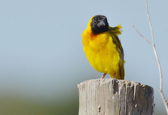 SCHWARZKOPFWEBER, BLACK-HEADED WEAVER, PLOCEUS MELANOCEPHALES