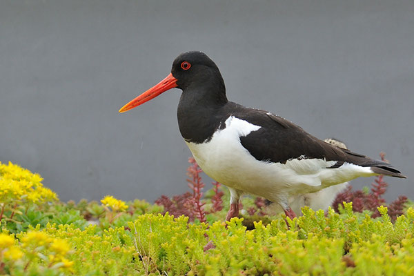 AUSTERNFISCHER, OYSTERCATCHER, HAEMATOPUS OSTRALEGUS