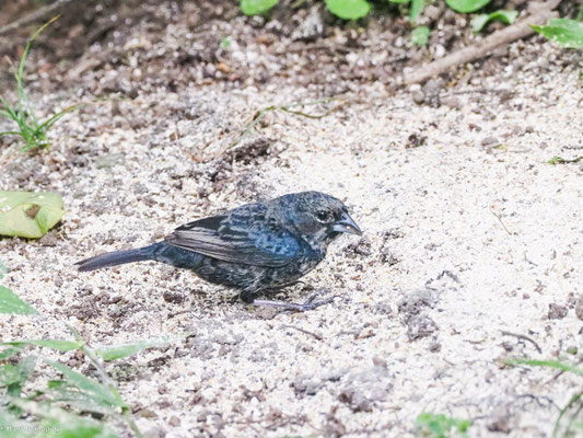 Jacariniammer, Blue-black Grassquit - Volatinia jacarina