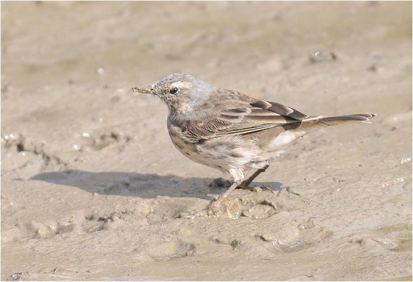 BERGPIEPER, WATER PIPIT, ANTHUS SPINOLETTA