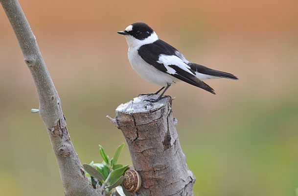 HALSBANDSCHNÄPPER, COLLARED FLYCATCHER, FICEDULA ALBICOLLIS