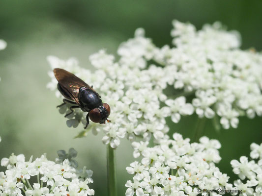 GEMEINE SMARAGDSCHWEBFLIEGE- CHRYSOGASTER SOLSTITIALIS