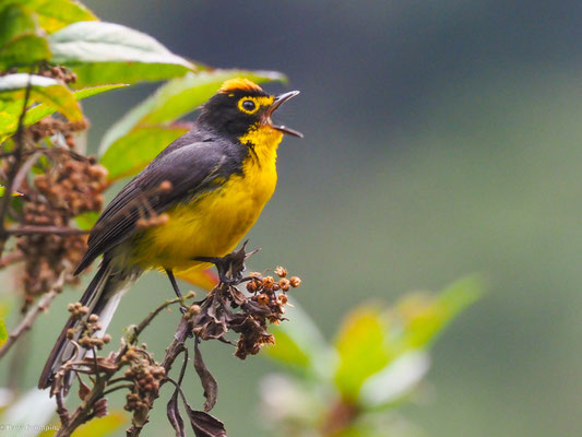 BRILLENWALDSÄNGER, SPECTACLED WHITESTART - MYIOBORUS  MELANOCEPHALUS