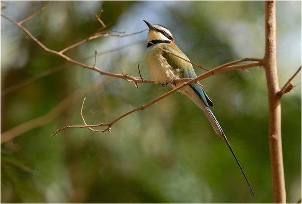 WEISSKEHLSPINT, WHITE-THROATED BEE-EATER, MEROPS ALBICOLLIS