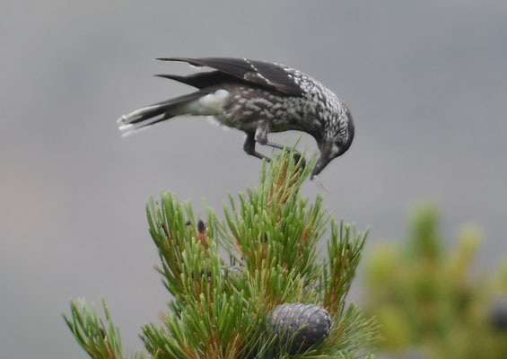 TANNENHÄHER, NUTCRACKER, NUCIFRAGA CARYOCATACTES