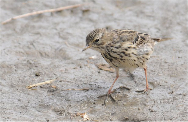 BAUMPIEPER, TREE PIPIT, ANTHUS TRIVIALIS