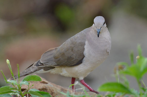 WEISSSTIRNTAUBE, WHITE-TIPPED DOVE, LEPTOTILA VERREAUXI