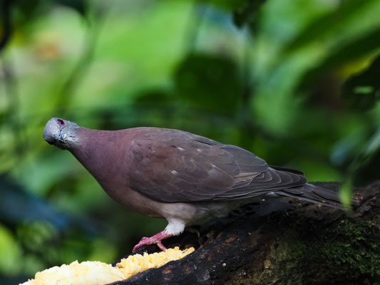 ROTRÜCKENTAUBE, PALE-VENTED PIGEON - PATAGIOENAS CAYENNENSIS
