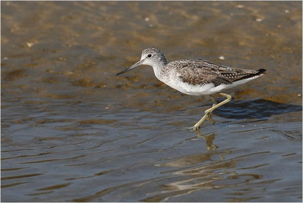 GRÜNSCHENKEL, GREENSHANK, TRINGA NEBULARIA