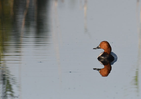 TAFELENTE, POCHARD, AYTHYA  FERINA