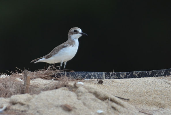 MONGOLENREGENPFEIFER, LESSER SAND PLOVER, CHARADRIUS MONGOLUS