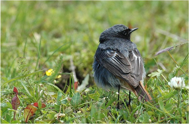 HAUSROTSCHWANZ, BLACK REDSTART, PHOENICURUS OCHRUROS