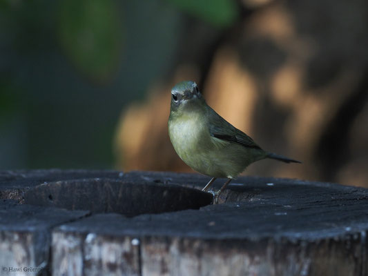 BLAURÜCKENWALDSÄNGER, BLACK-THROATED BLUE WARBLER, SETOPHAGA CAERULECENS