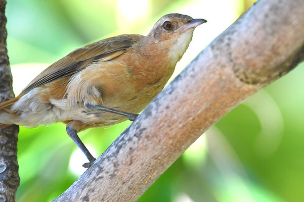 ROSTTÖPFER, RUFOUS HORNERO, FURNARIUS RUFUS
