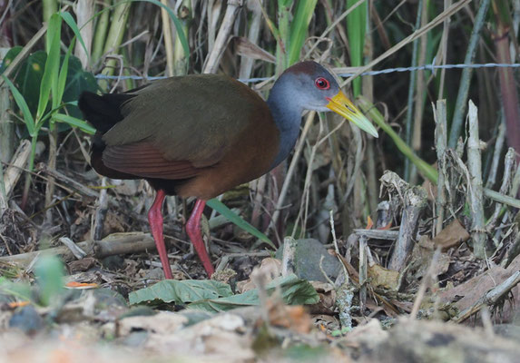 CAYENNERALLE, GRAY-NECKED WOOD-RAIL, ARAMIDES CAJANEA