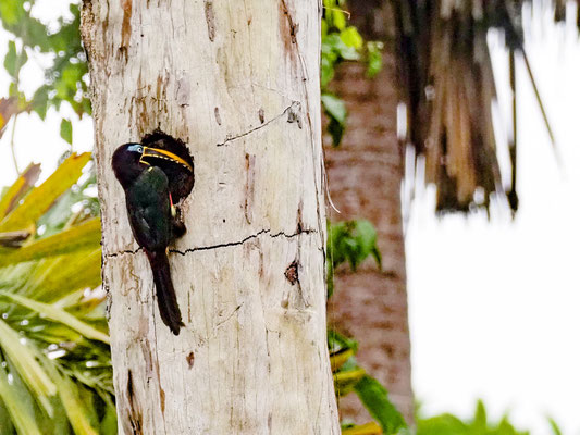 Braunohrarassari, Chestnut-eared Aracari - Pteroglossus castanotis
