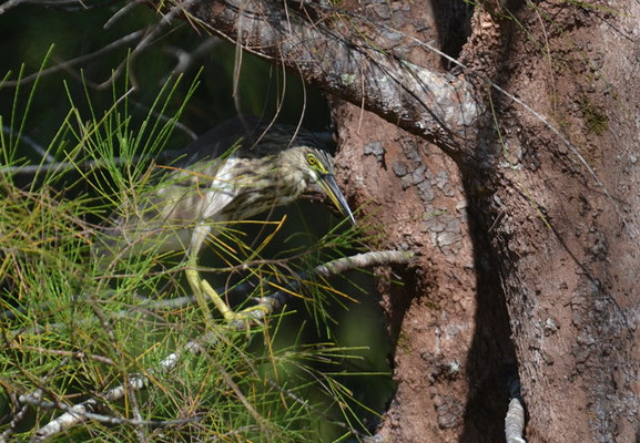 BACCHUSREIHER, CHINESE POND-HERON, ARDEOLA BACCHUS