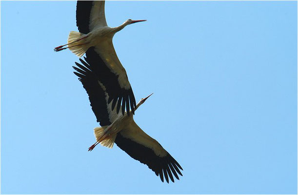 WEISSSTORCH, WHITE STORK, CICONIA CICONIA